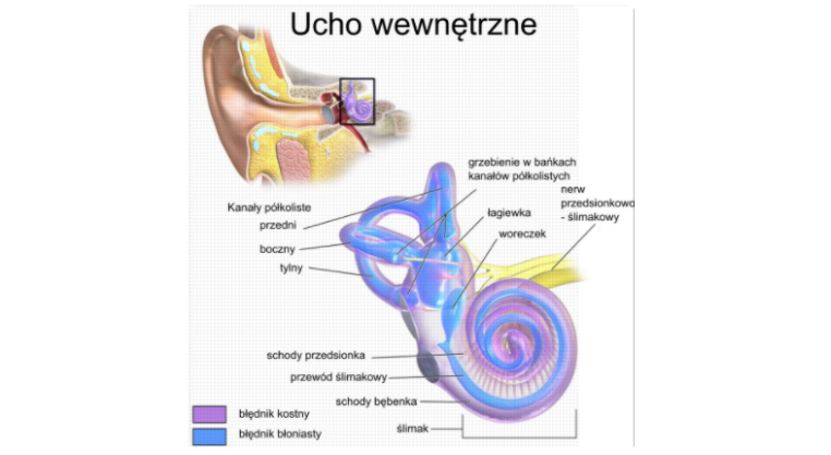 Jak działa ucho wewnętrzne?